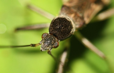 IMG_3989cComposite